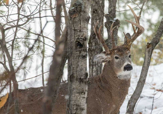Фотограф заснял редчайшего трехрогого оленя в США