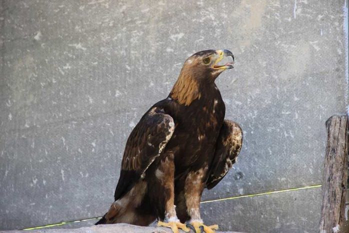В питомнике хищных птиц «Сункар» выросло молодое пополнение беркутов