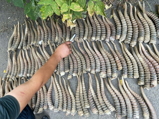 Более ста рогов сайги пытались вывезти в Китай