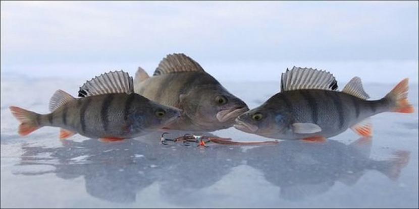 В ВКО пройдет чемпионат по подледному лову