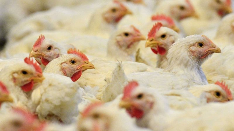 Казахстан сократил ввоз мяса птицы из США