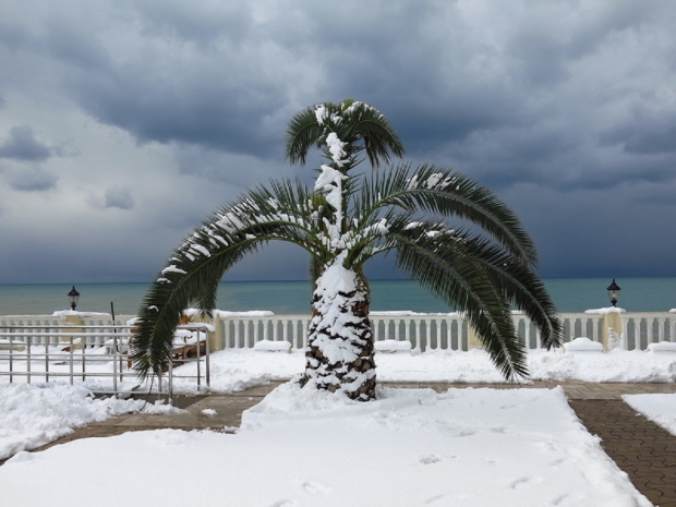 Пальмы появились на набережной в Актау