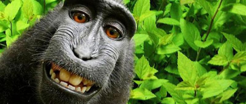 Фотографу отказали в авторских правах на обезьянье «селфи»