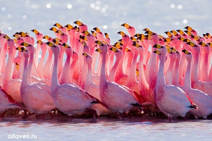 Мертвые фламинго обнаружены в Мангыстау