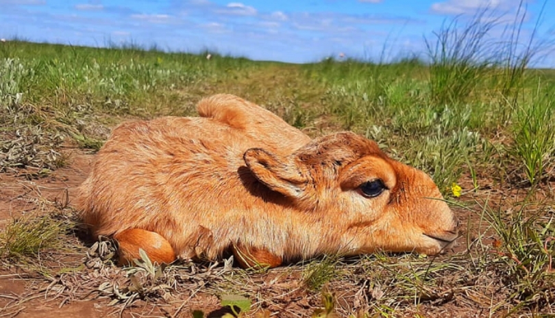 Новорожденных сайгачат сфотографировали в уральских степях