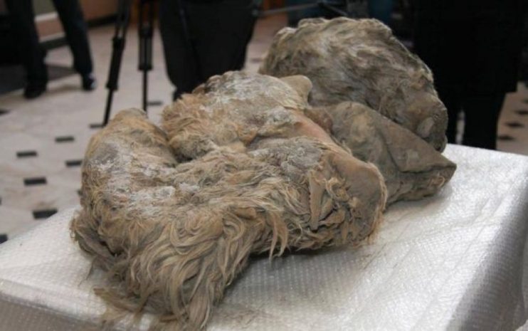 Замороженный детеныш шерстистого носорога найден в Якутии