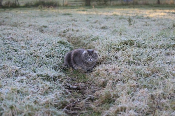 Заморозки ожидаются в трех областях Казахстана