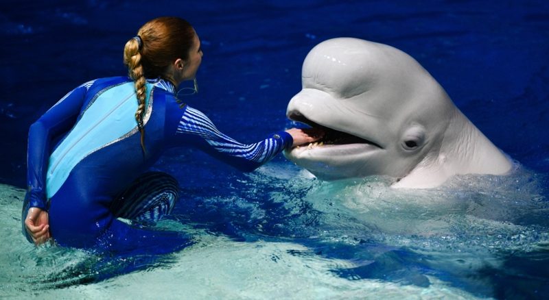 Норвегия заподозрила Россию в подготовке боевых китов