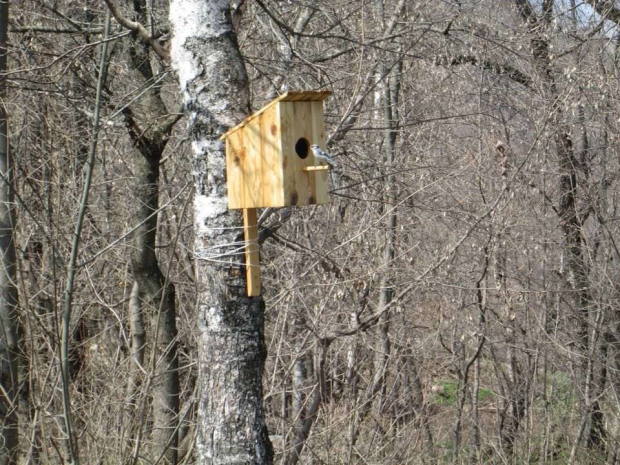 Алматинские школьники сделали 100 скворечников