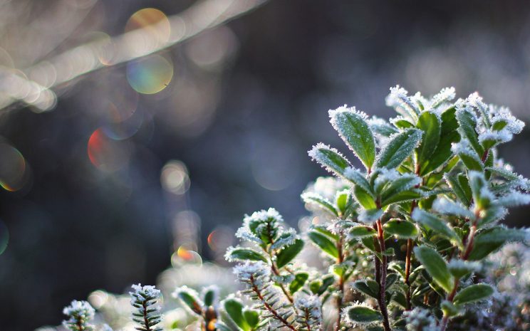 Заморозки ожидаются в отдельных регионах Казахстана