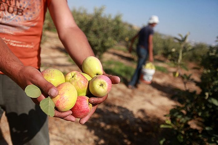 Казахстан увеличивает экспорт сельхозпродукции