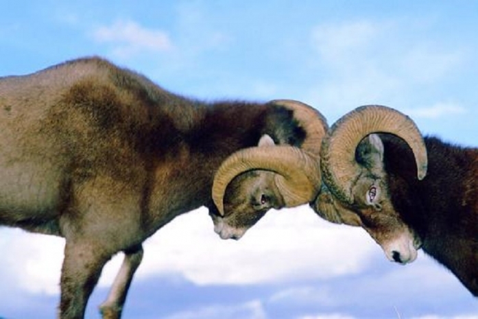 Кому выгоден трайбализм в Казахстане