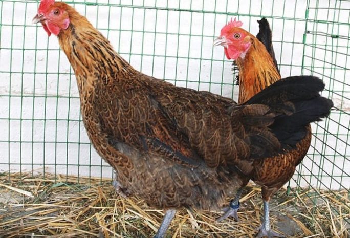 Курица оказалась ближайшим «родственником» динозавров