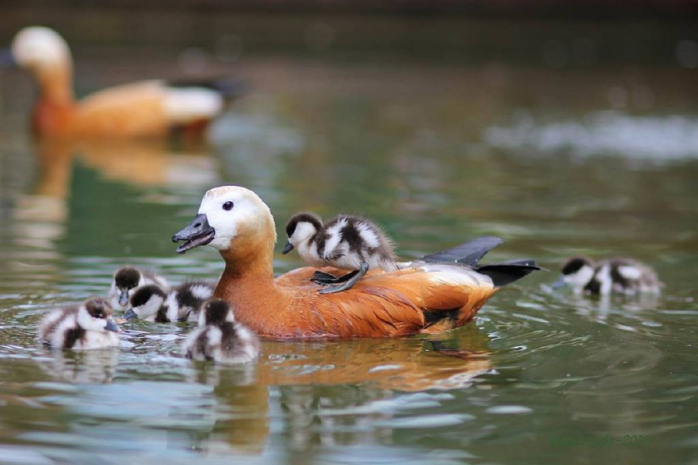 Тушки 150 диких красных уток обнаружили в Баянаульском районе