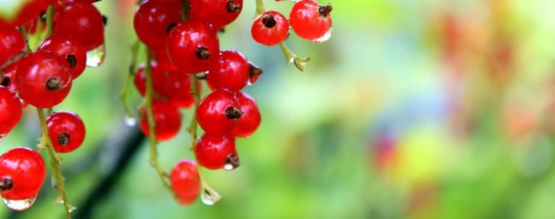 В Таразе начали производить соки