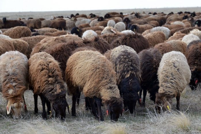 Прямо с фермы продавал чужих овец скотокрад в Алматинской области