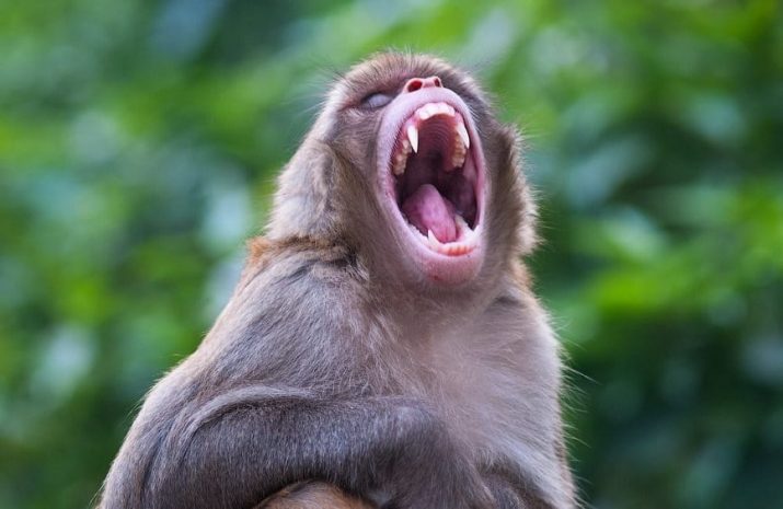 Обезьяна убила новорожденного ребенка в Крыму