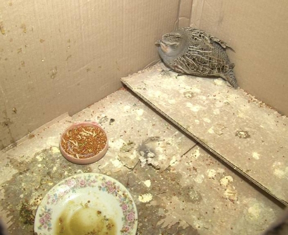 Серая куропатка поселилась в одном из подъездов Павлодара (ВИДЕО)