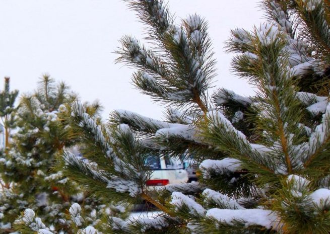 В Павлодаре задержали двух жителей города за рубку ели