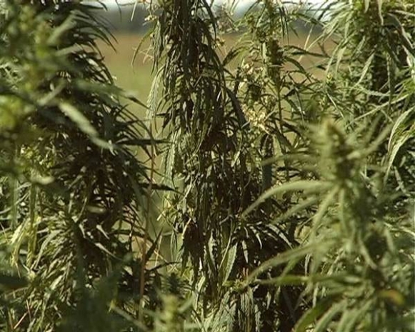 УБН на транспорте за 1,5 месяца изъяло более 6 тонн наркотиков