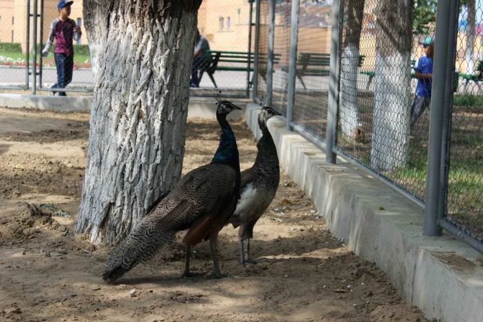 Судью из Индии высмеяли за фразу об отсутствии секса у павлинов