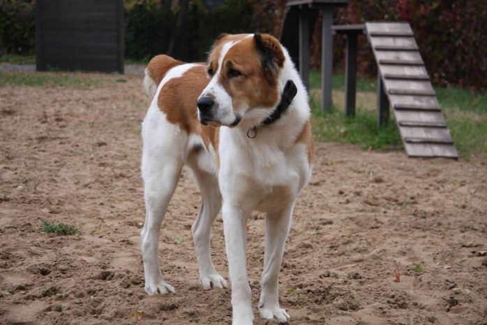 Житель ЮКО сорок лет разводит собак ценных казахских пород