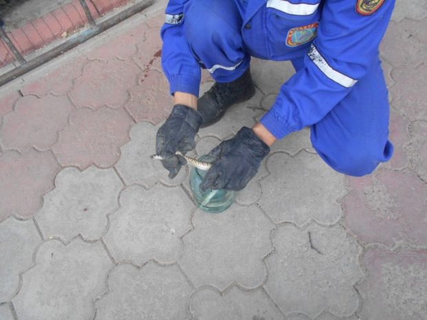 В Шымкенте спасатели отлавливают змей