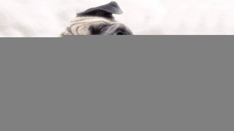 «ВКонтакте» придумал звездам смешные прозвища