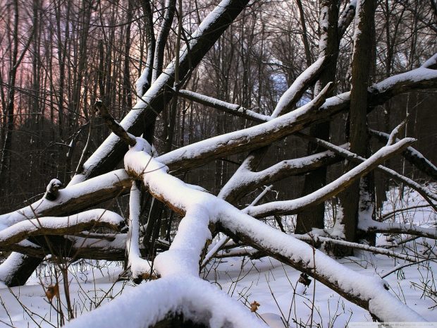 Қостанай облысында орман шаруашылығының жұмысында заң бұзушылықтар анықталды