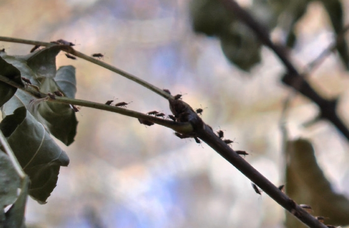 На нашествие клопов пожаловались жители Алтая