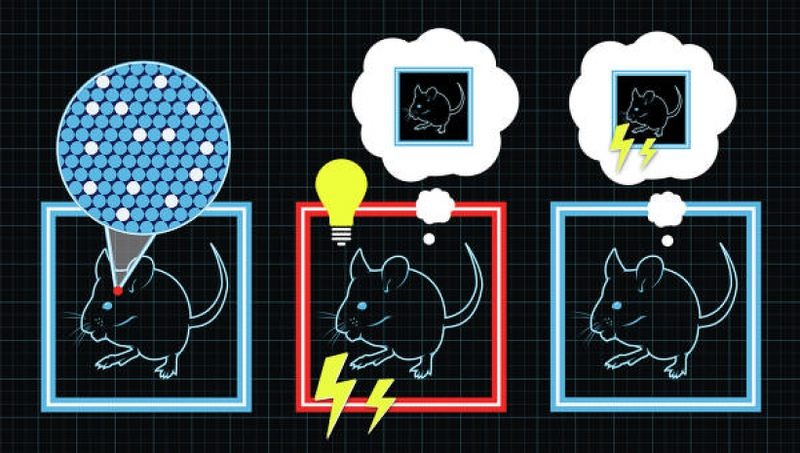 Ученые вживили фальшивые воспоминания мышам