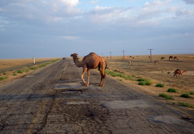 Ребенок погиб при столкновении авто с верблюдом в Мангистауской области