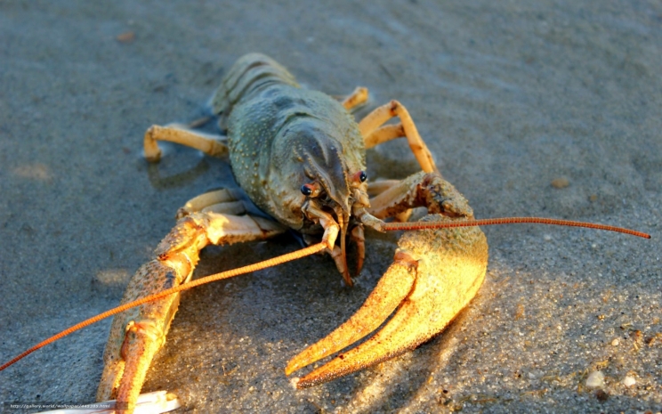 Небывалое количество раков удивило рыбаков Атырау