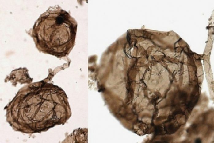 Открыты самые древние сложные организмы на Земле