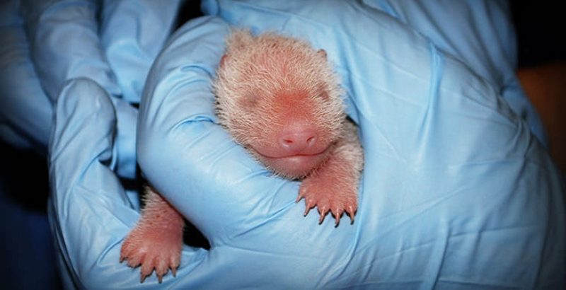 Тройню панд из зоопарка в Китае называют новым чудом света