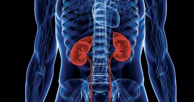 COVID-19 может поражать не только легкие, но и почки