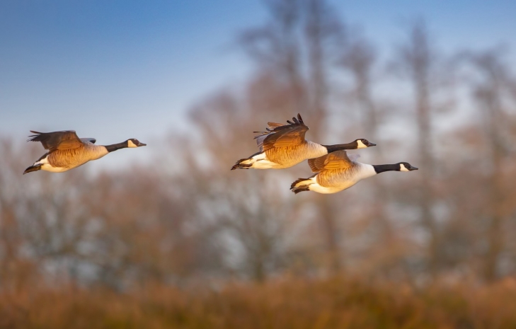 Народные приметы: время прилета гусей