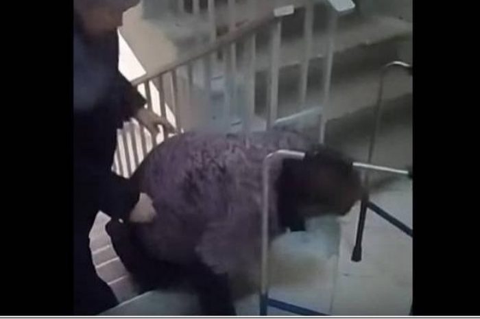 Заведено дело после проверки видео, где женщина ползла к врачу