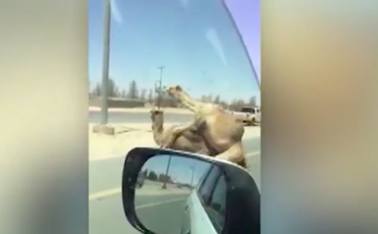 Совокупляющиеся на трассе верблюды образовали огромную пробку в ОАЭ. ВИДЕО