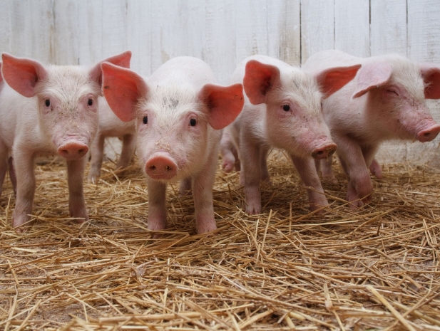 От африканской чумы свиней свободен Казахстан