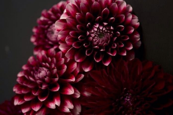 Этюд в бордовых тонах: лучшие оттенки бургунди