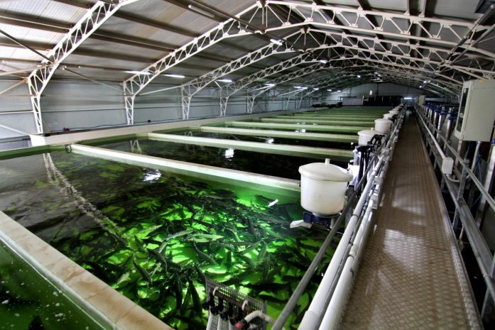 Объем производства рыбы вырос на 10% в Казахстане