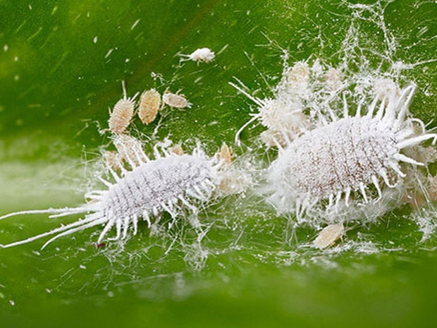 20 тонн зараженной хурмы из Кыргызстана задержали в Жамбылской области