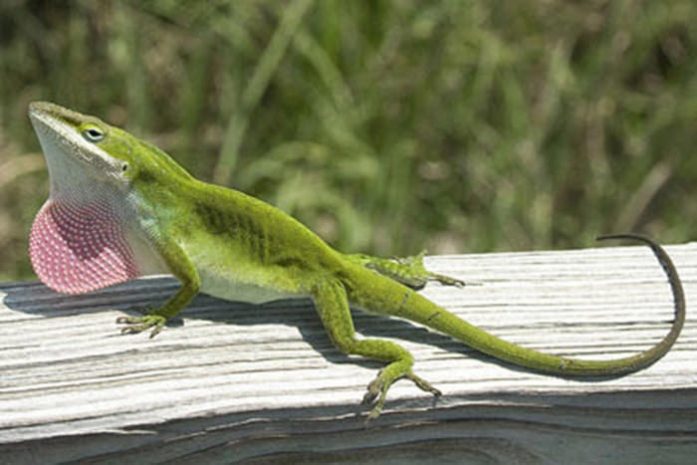 Эволюция гениталий у ящериц опередила развитие других органов