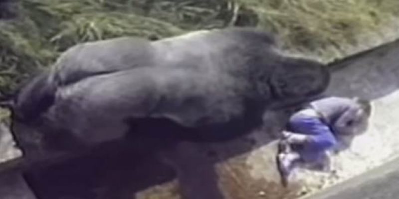 Активисты потребовали наказать родителей упавшего к горилле в вольер мальчика