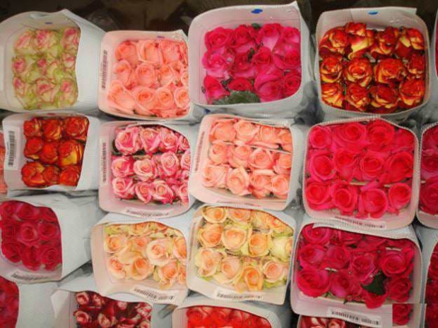 В Экибастузе будут выращивать голландские розы