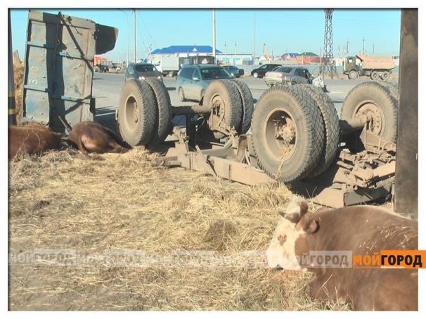 В Атырау в аварии погибли несколько коров. Фото