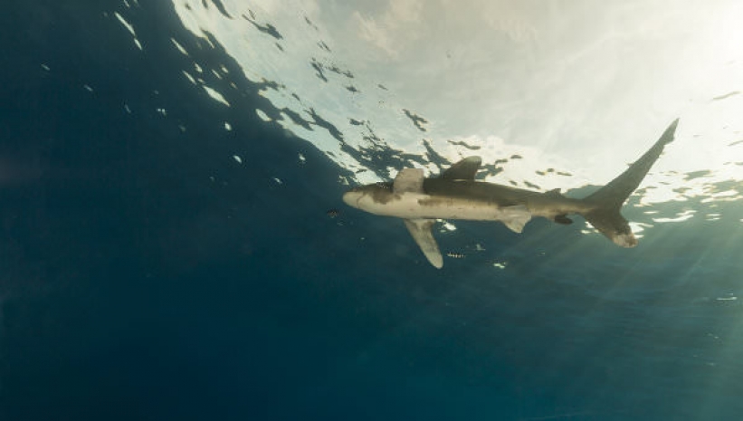 Житель Новой Зеландии расправился с акулой с помощью ножа