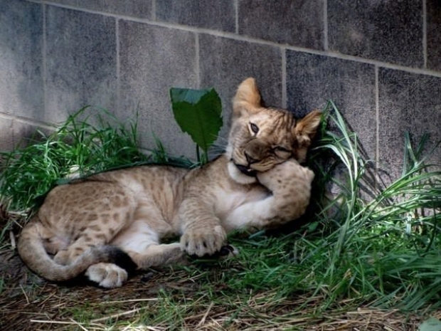 В алматинский зоопарк сдали львенка