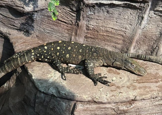Алматы хайуанаттар бағында сирек кездесетін алып варандар көрсетіледі
